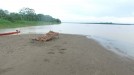 'Conquis' berria, Amazonasen title=