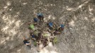 'Conquis' berria, Amazonasen title=