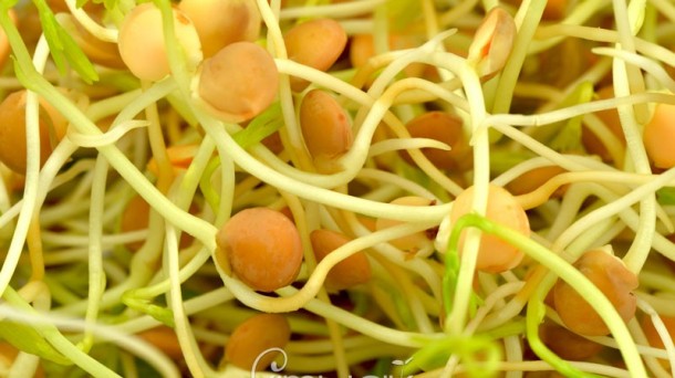 Kimuak, germinados de alta cocina