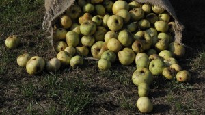 Gipuzkoa recoge la manzana para elaborar sidra