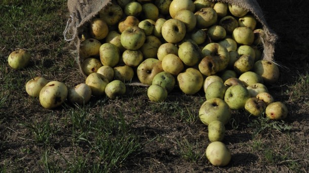 Nueva Aquitana, Euskadi y Navarra trabajan en la identificación de manzanos