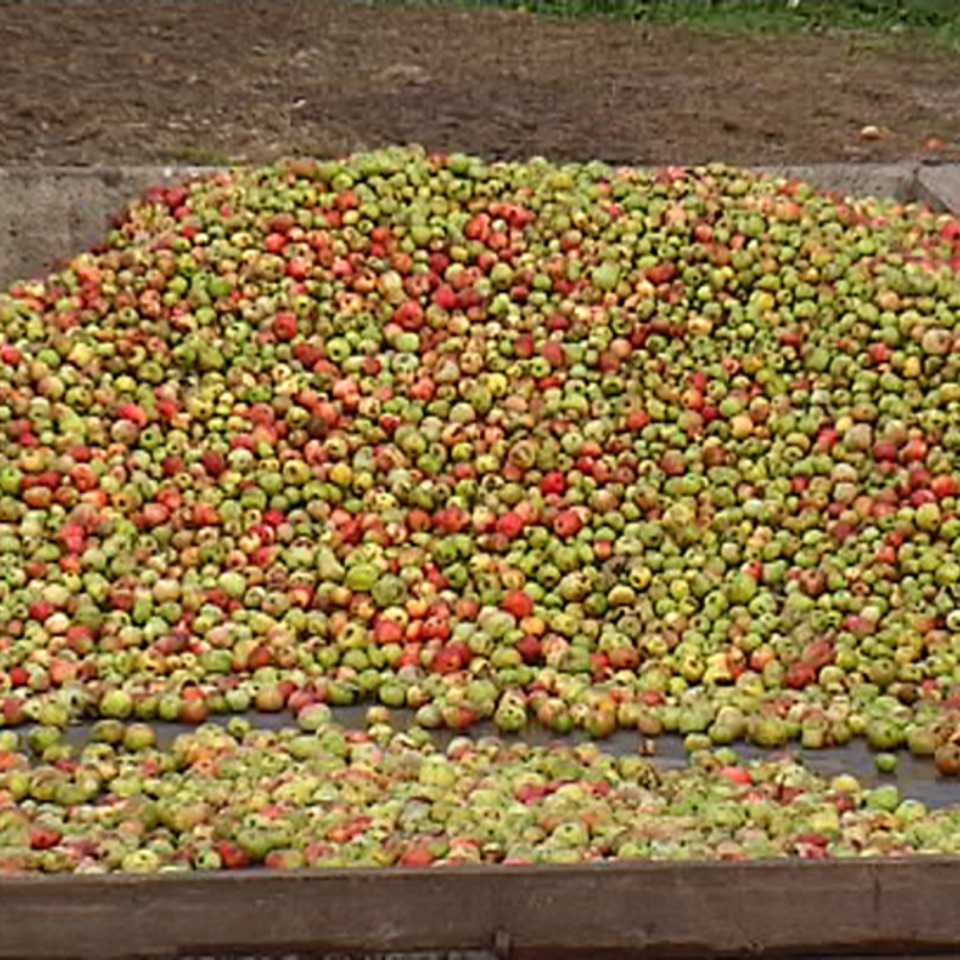 Cosecha de manzanas para sidra