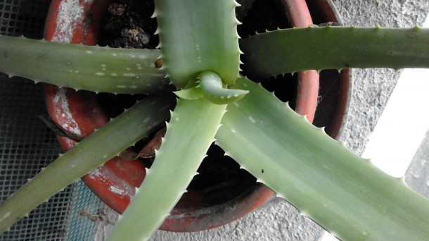 Veinticinco hierbas medicinales imprescindibles