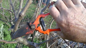 Técnicas de poda para árboles frutales
