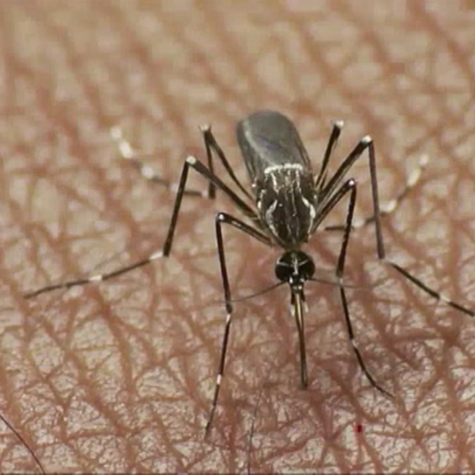 Aedes aegypti moskitoak transmititzen du zika birusa. EiTB