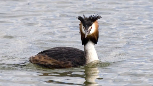 Ramón Elósegui nos presenta al somormujo lavanco y a martín pescador