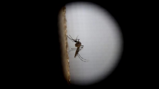 Virus Zika: ¿una amenaza mundial?