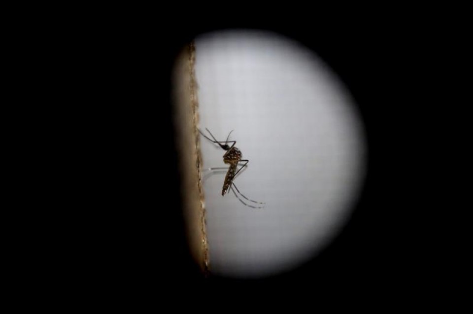 El mosquito 'Aedes aegytpi', el cual transmite el virus del zika, dengue y chikungunya. Foto: EFE