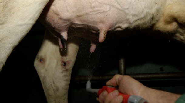 Carlos Buxade: "Hay que generar cadena de valor en el sector lácteo"