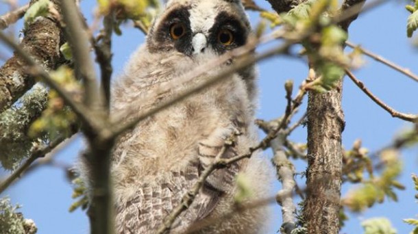 El Búho Chico en época de cortejo