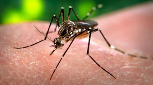 Según la OMS, hay 1.434 niños afectados por Zika en Brasil