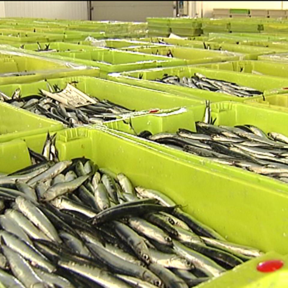 Los pescadores suspenden las ventas de anchoa del viernes