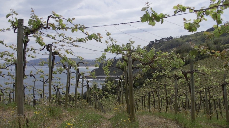 Bodega Tomin Etxaniz