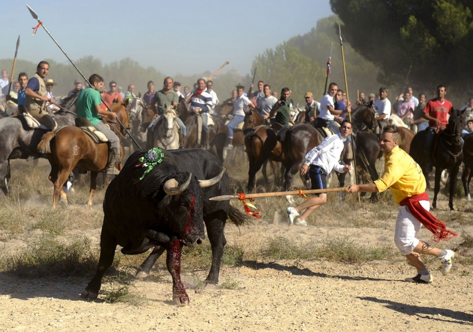 Un toro lanceado durante una edición del Toro de la Vega en Tordesillas. EFE