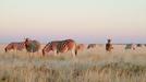 Los wazungus se van de safari a visitar la fauna del parque de Etosha