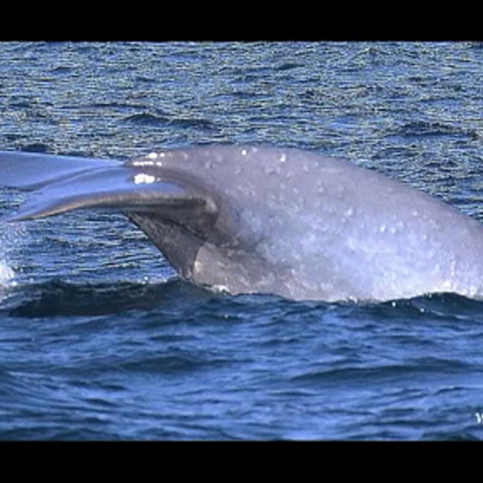 Ballena azul en la costa vasca