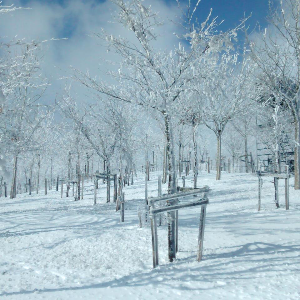 Hernio elurtuta. Jonathan Lopezen argazkia