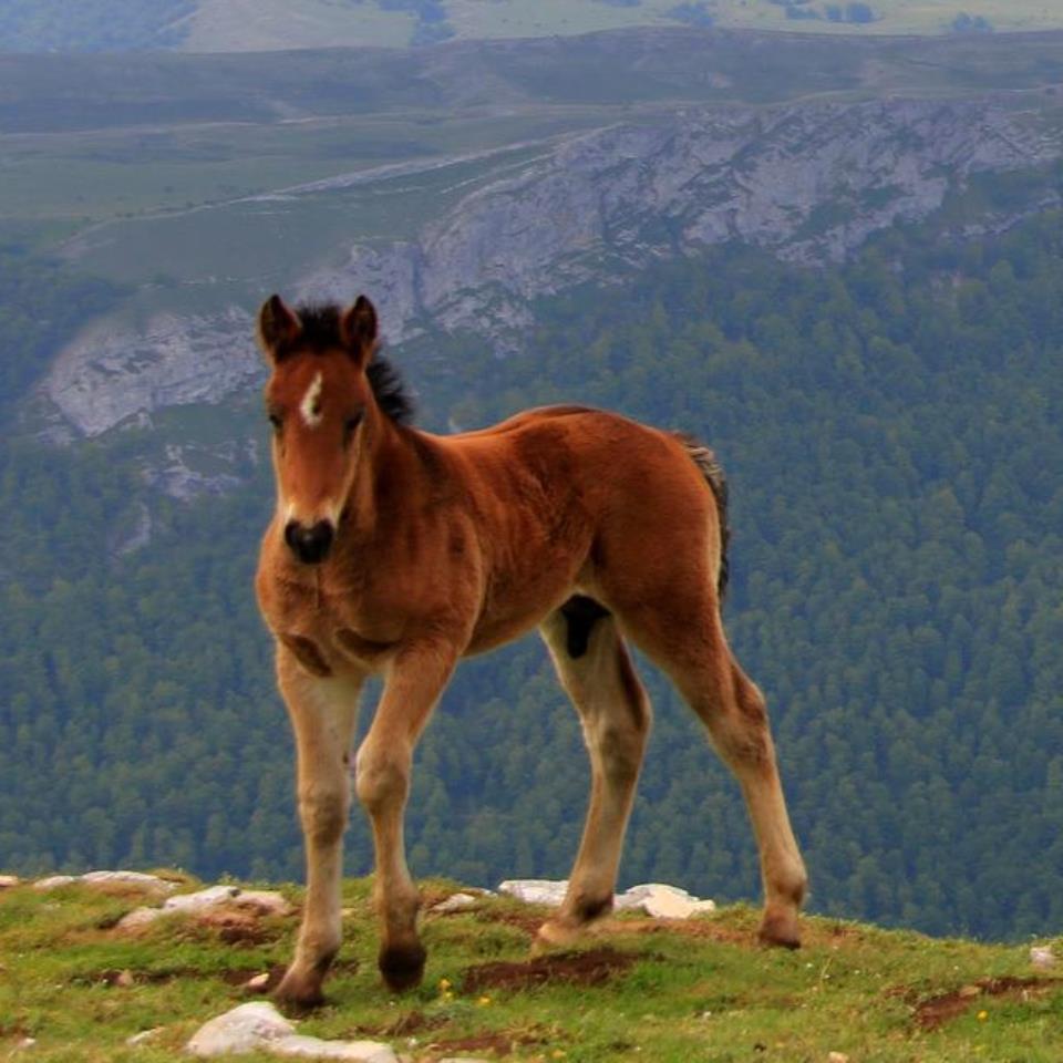 Moxala Beriain mendian. Lorea Berasategiren argazkia