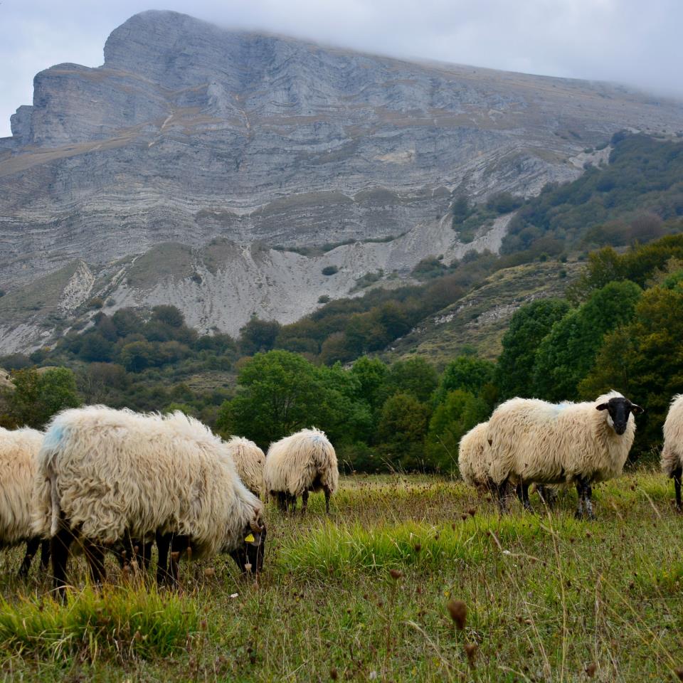 Ardiak eta Beriain mendia. Txomin Rezolaren argazkia.