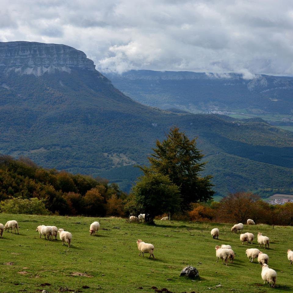 Beriain mendia, Sakanako erregea. Txomin Rezolaren argazkia.