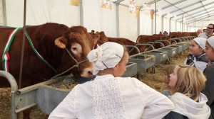 Zamudio fiel a su feria ganadera de S. Martín