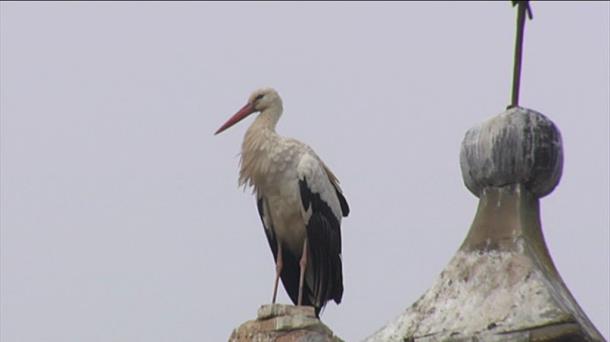 CIGUEÑA. AVES. ORNITOLOGÍA.