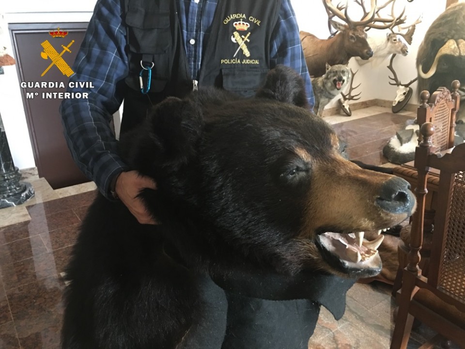 Cabeza de oso, Guardia Civil, hartza, operación policial, polizia operazioa, foto: Guardia Civil