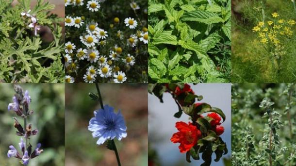 Las mejores plantas de los cinco continentes en Leioa
