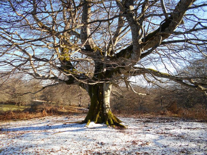 Legaire. Argazkia: Zazpi Oreitia.