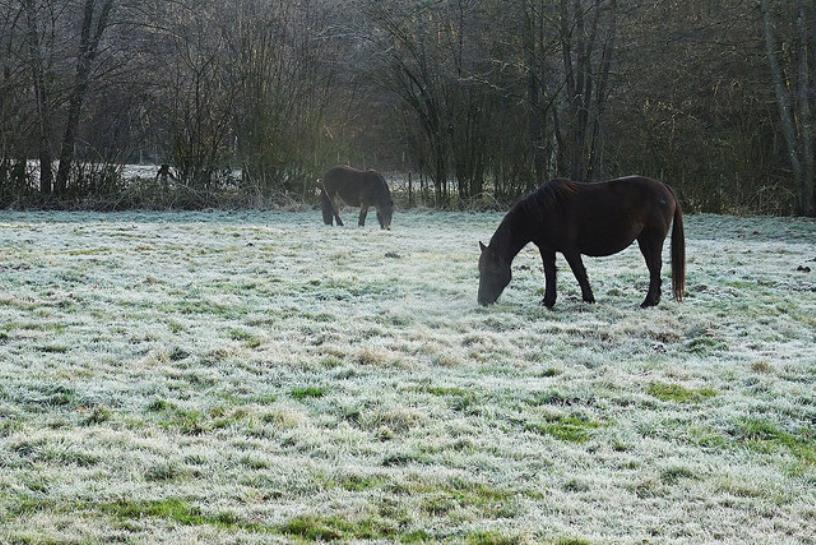 Oleta. Argazkia: Jose Luis Cazallas.