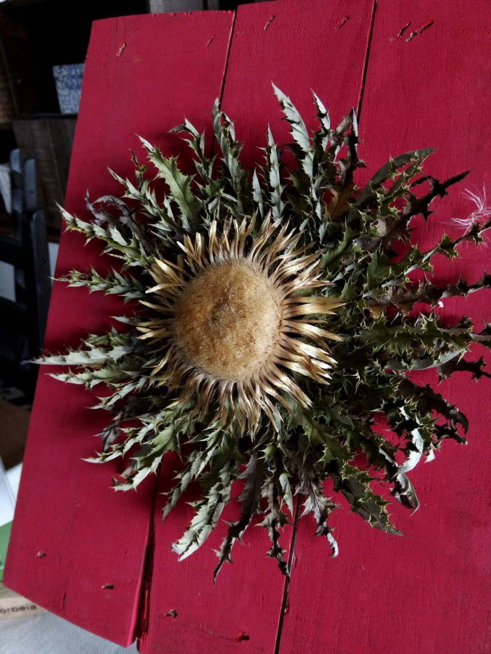 Cultivo y comercialización de eguskilore en Álava