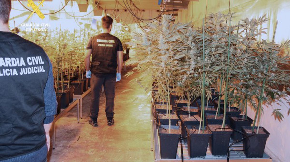 Hallan una plantación de marihuana en Astigarraga. Foto: Guardia Civil