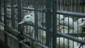 Euskadi toma medidas en las granjas avícolas ante los focos de gripe aviar en Europa 