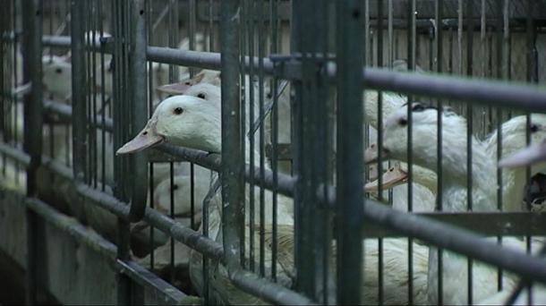 Euskadi toma medidas en las granjas avícolas ante los focos de gripe aviar en Europa 