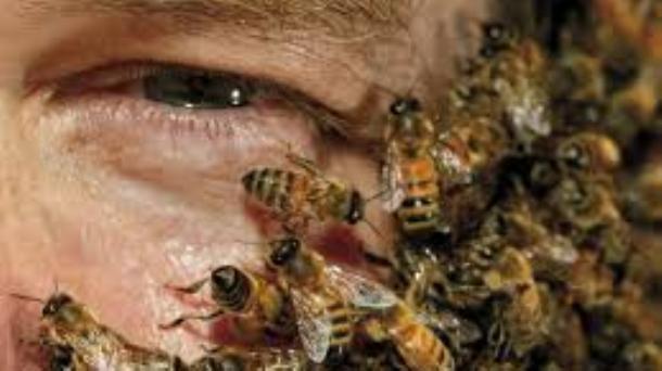 ¿Que está pasando con las abejas?