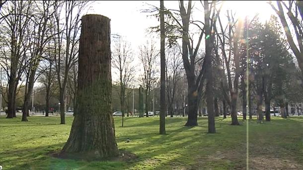 Sagar basatien mintegia, Euskal Herriko Zuhaitzak, Sagardo apurua...