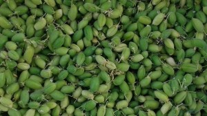Horticultura Pobes apuesta por los nuevos cultivos como quinoa o kale