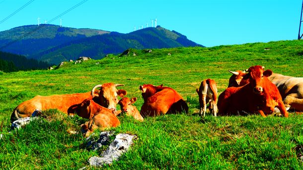 La aromaterapia como tratamiento preventivo en el ganado estabulado