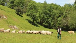 Artzai topaketa, encuentro pastoril y artístico en Karrantza