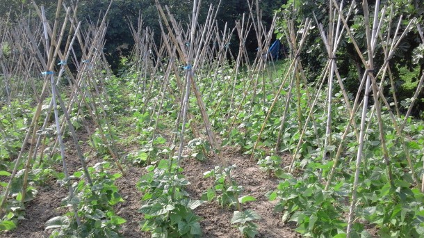Donostialdea y Bidasoa ofertan tierras para nuevos agricultores