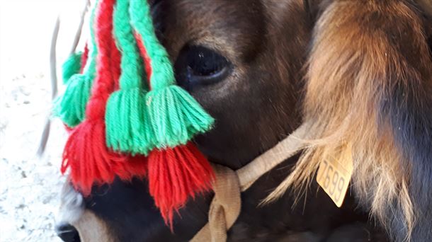 La Granja Foral de Gorliz saca a subasta 36 reses de ganado vacuno y equino