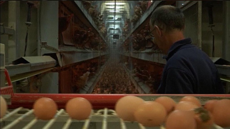 Detectan huevos contaminados en siete países de la UE