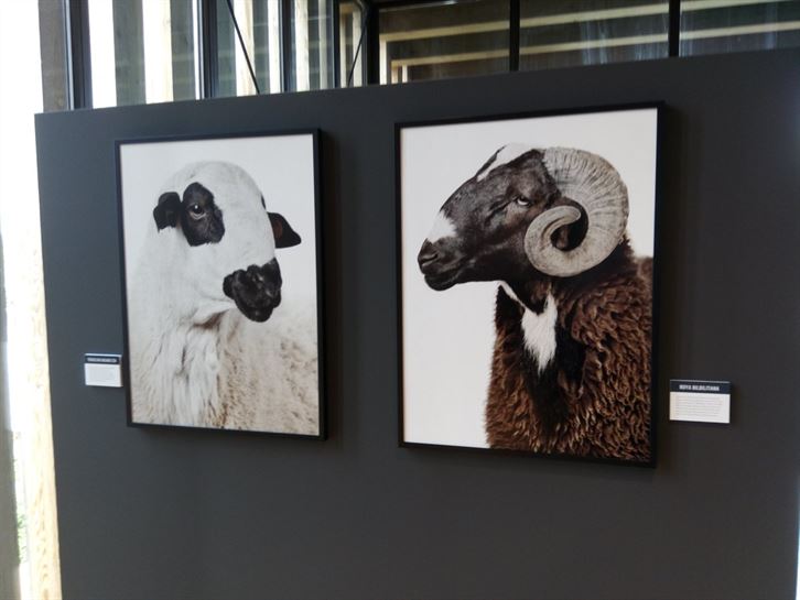 Expo Ataria, animales del medio rural 12.09.2017