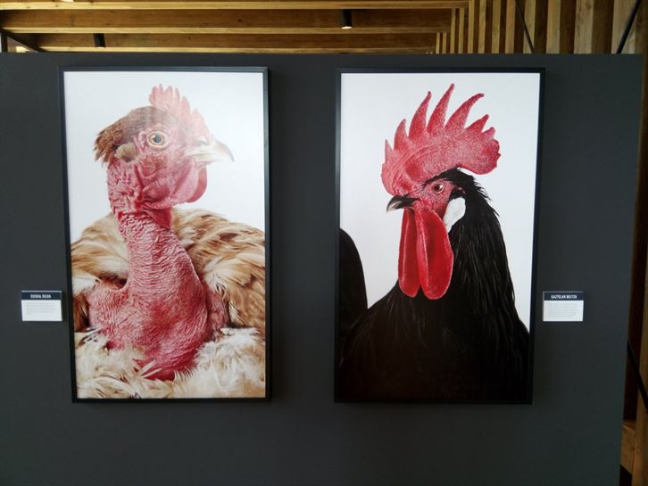 Expo Ataria, animales del medio rural 12.09.2017