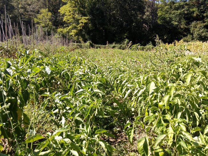 Mikel, en Monasterioguren, 13.09.2017