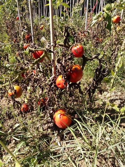Mikel, en Monasterioguren, 13.09.2017