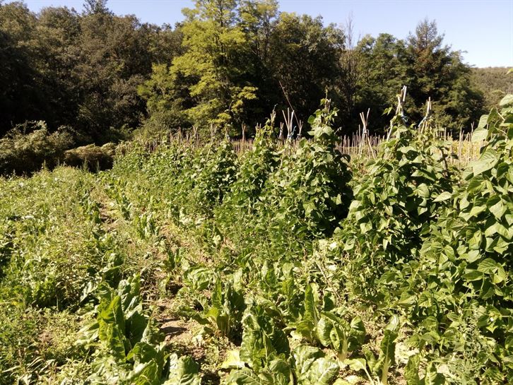 EM - en la huerta de Mikel, en Monasterioguren, 13.09.2017