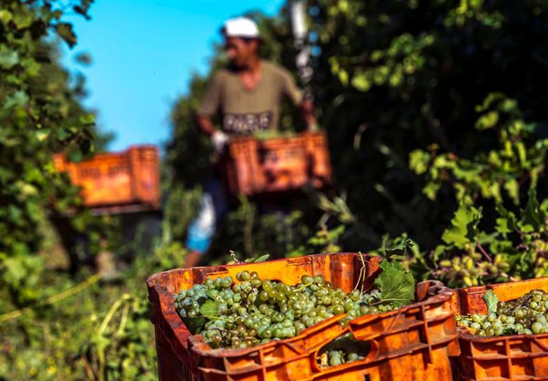 Crecen las exportaciones de vino producido en Euskadi. Foto: EFE