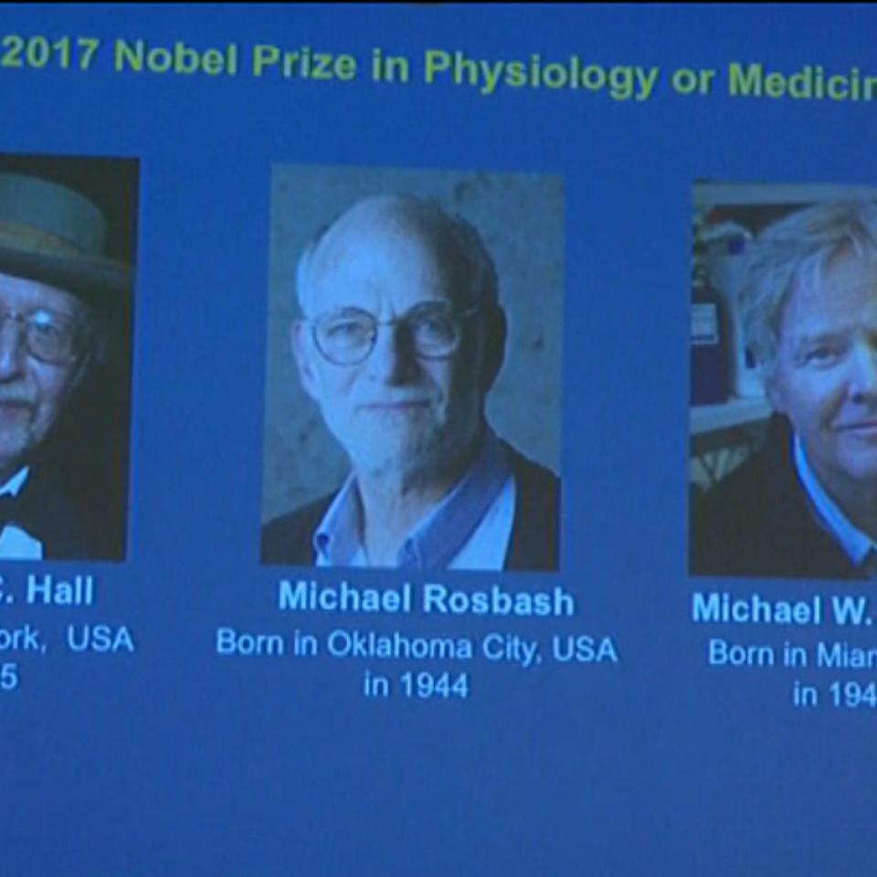 Los descubridores del 'reloj biológico' del cuerpo, Nobel de Medicina 2017