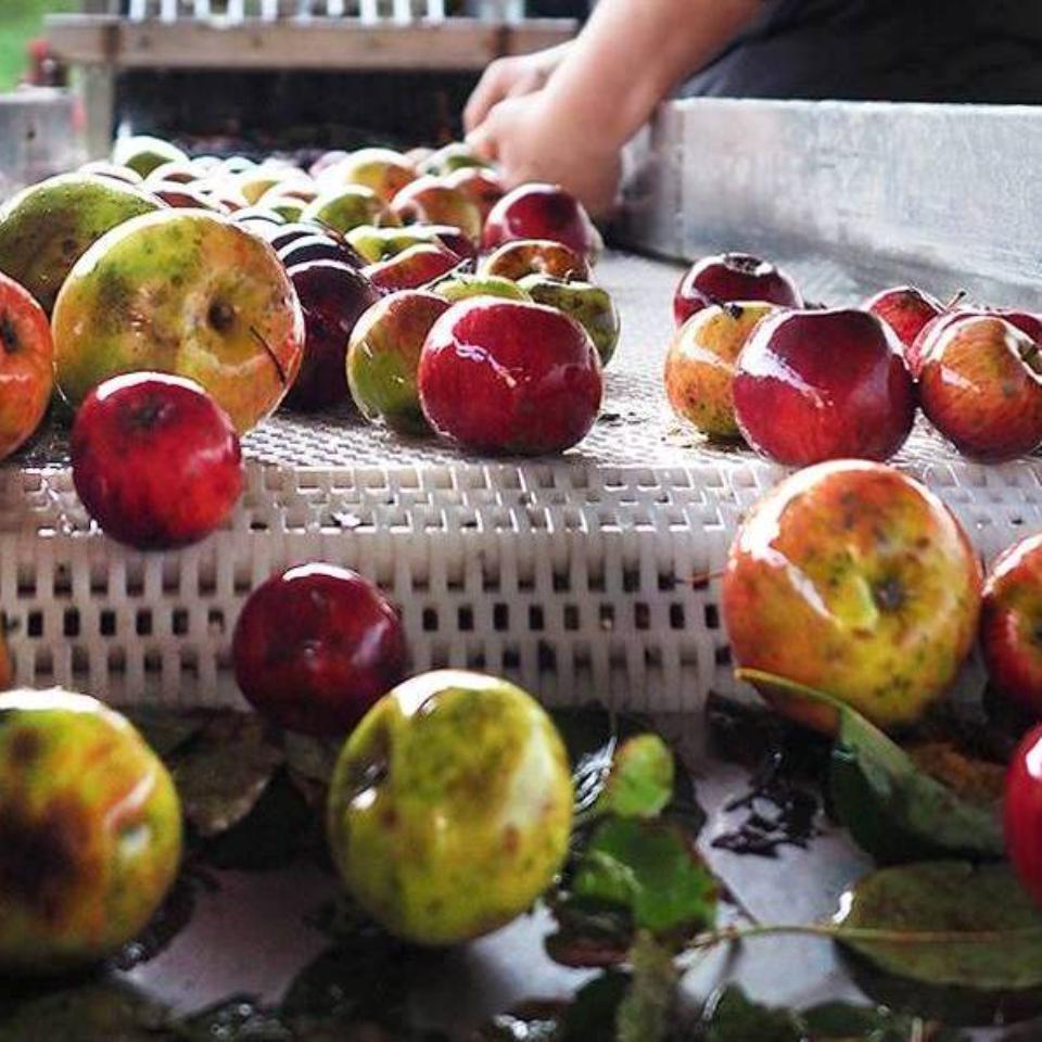 Cosecha histórica de manzana de sidra en Euskadi